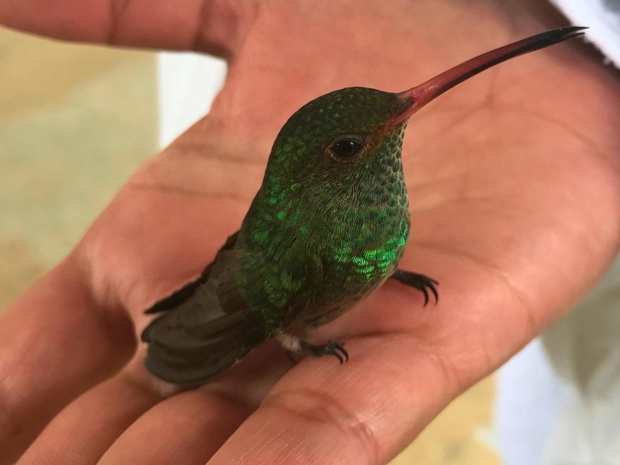 Готель Casa Colibri Паломіно Екстер'єр фото